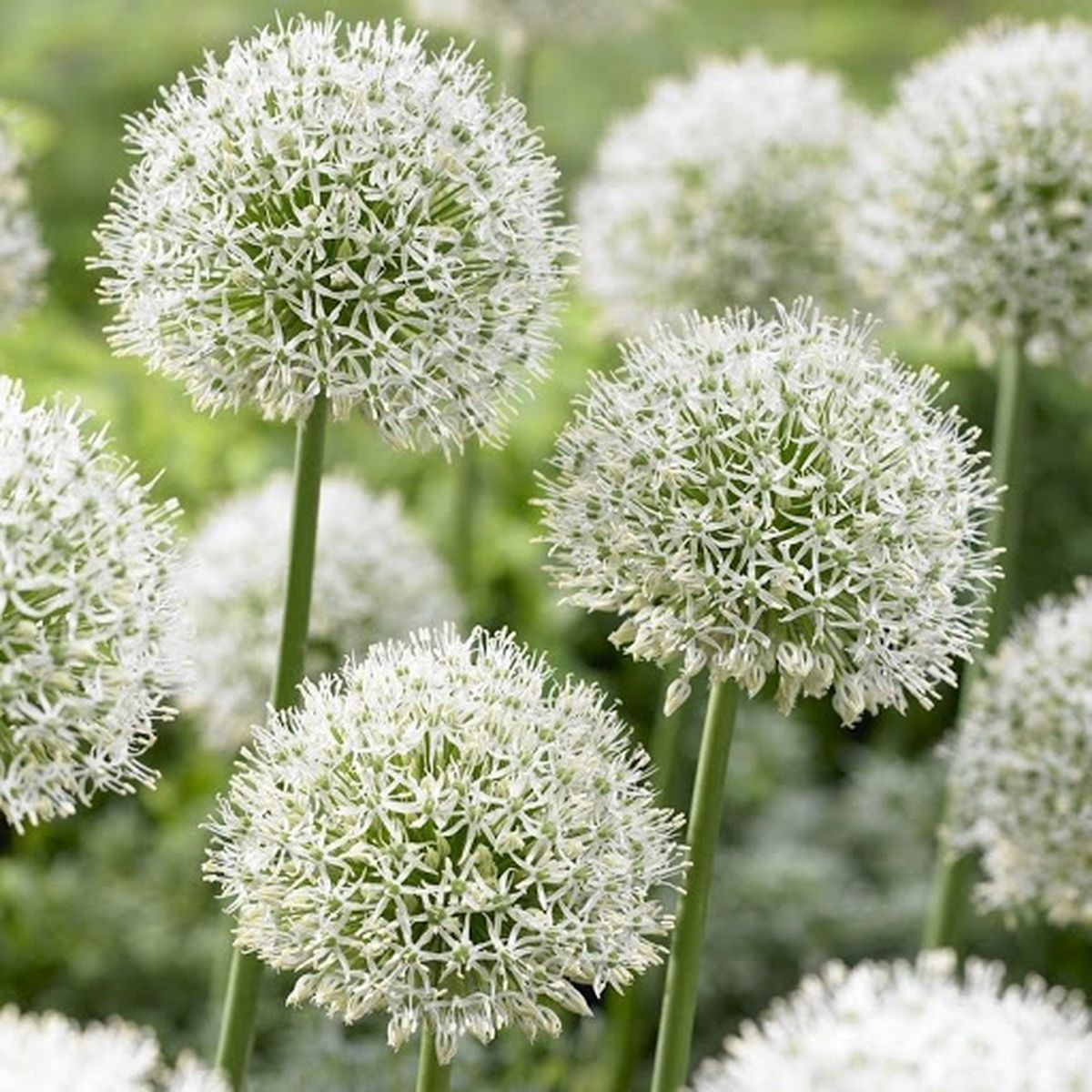 Лук алиум. Луковичные аллиум. Allium 'Mont Blanc'. Гавриш аллиум. Аллиум хамелеон.