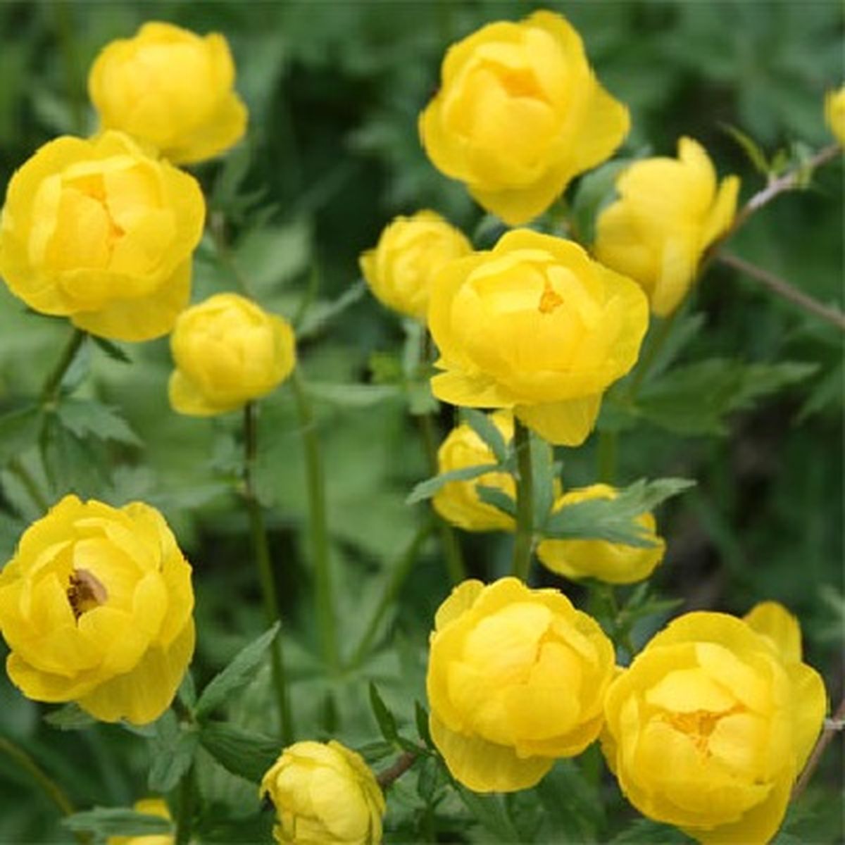 Trollius europaeus l