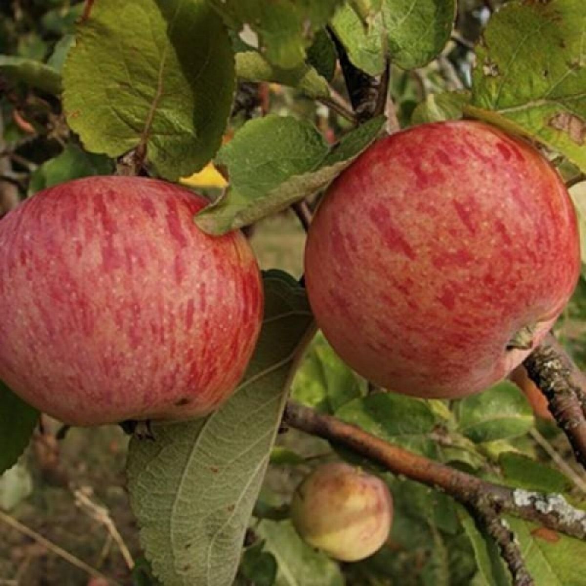 Осенние сорта яблок