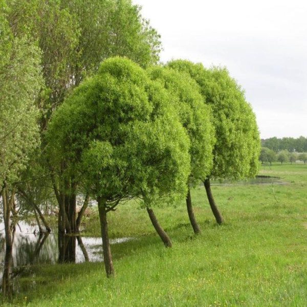 Ива ломкая булата фото