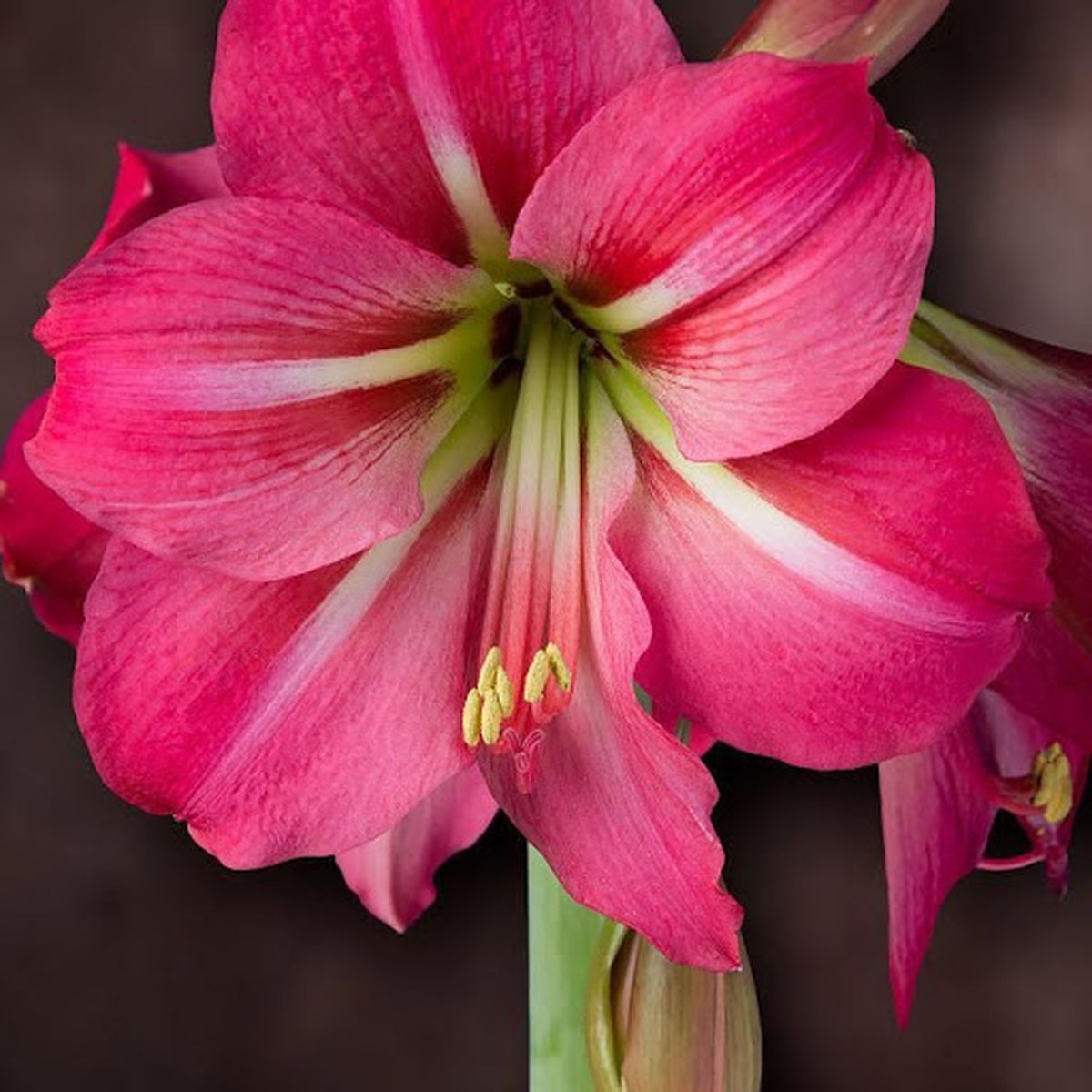 Амариллис Пинк (Amaryllis (Hippeastrum) Pink