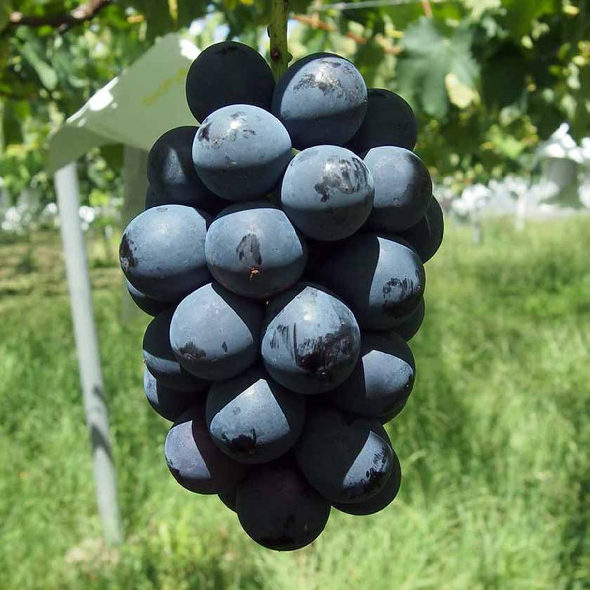 Виноград Кехо