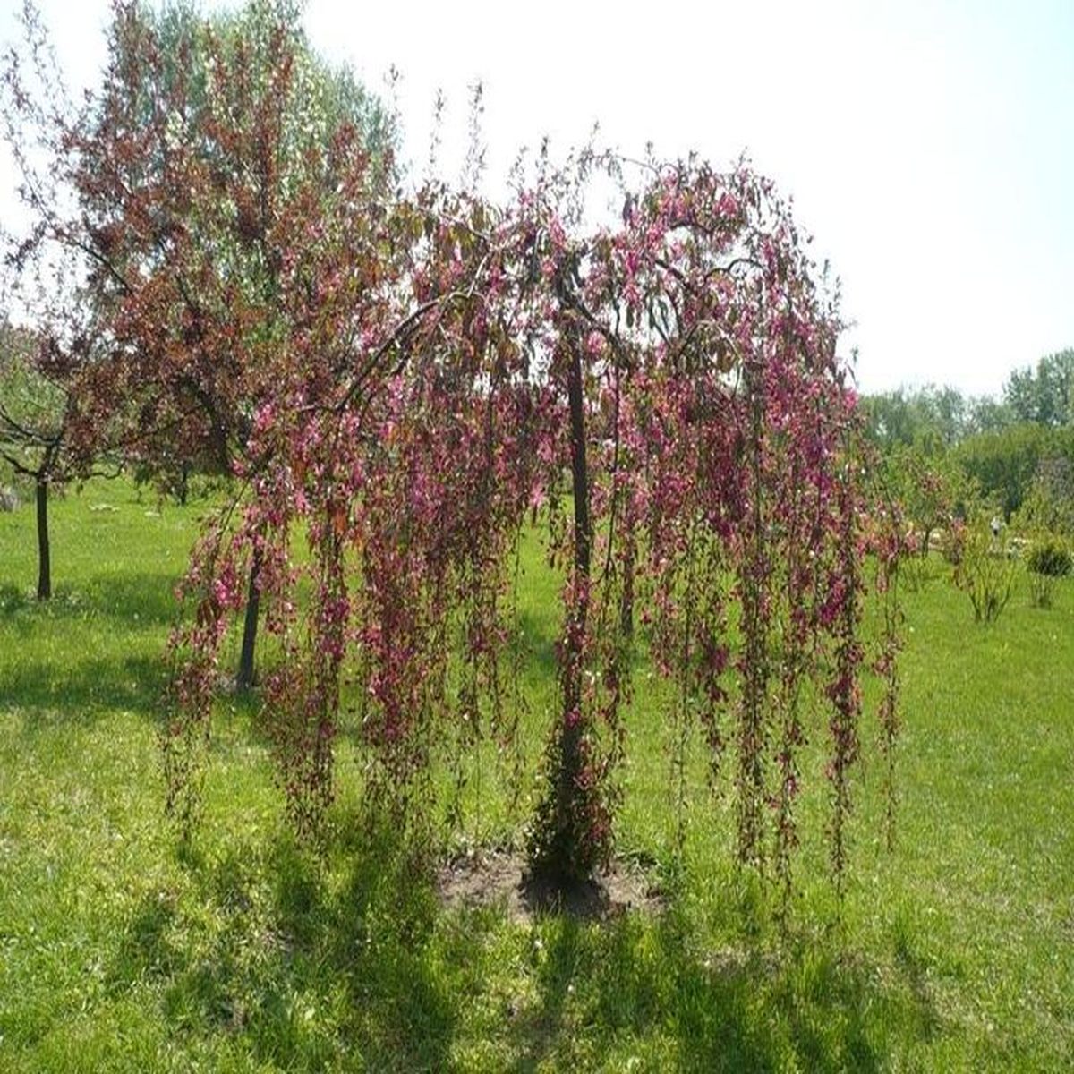 Яблоня плакучая Пендула