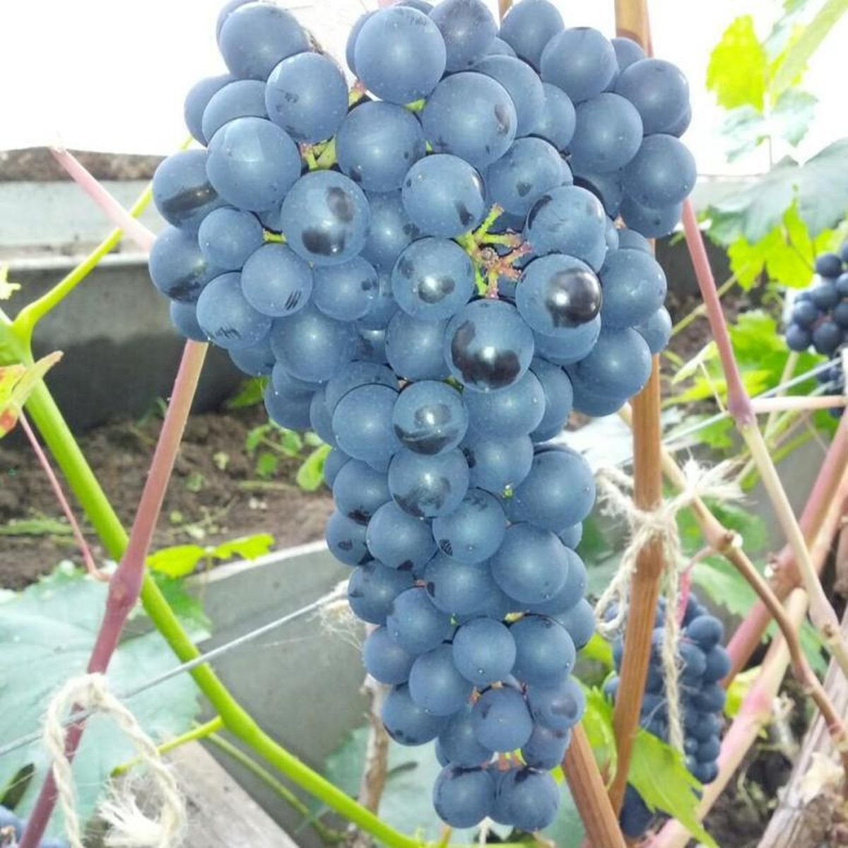 Память дамбковского виноград