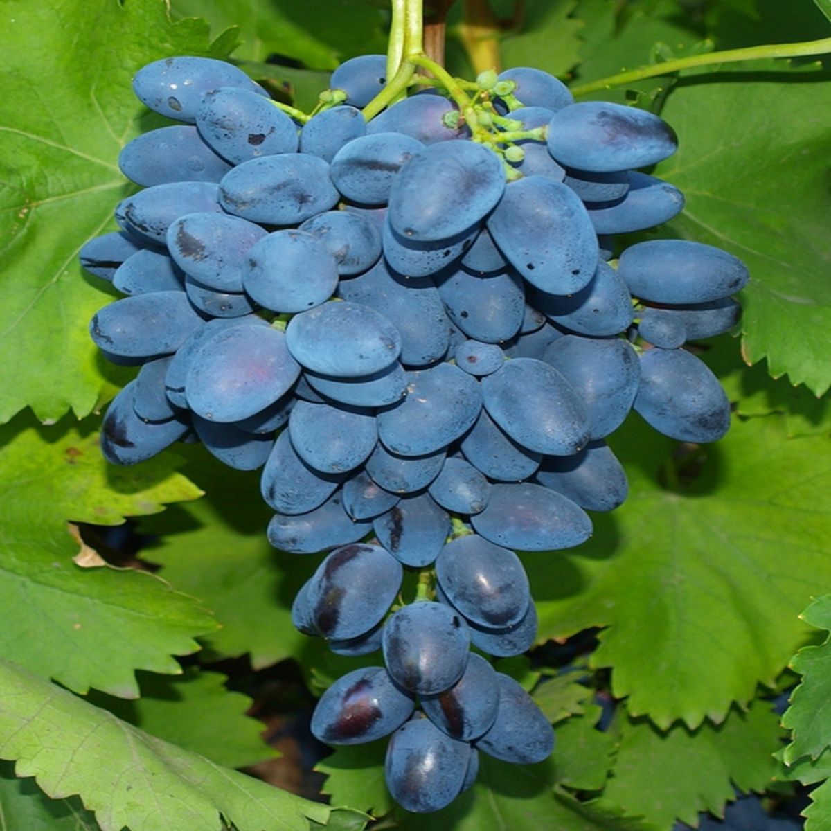 Виноград с плотными гроздьями