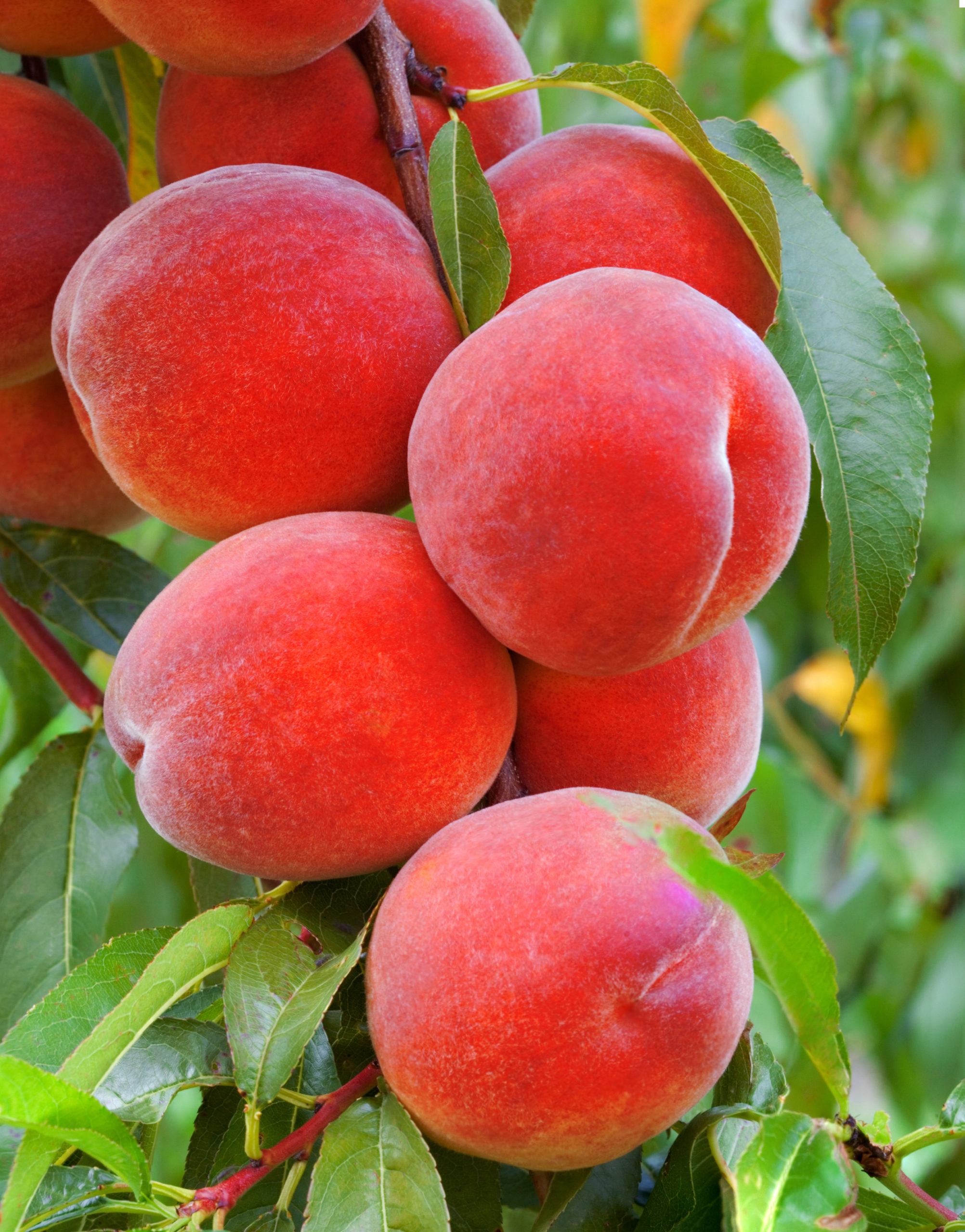 Фото спелых персиков на дереве